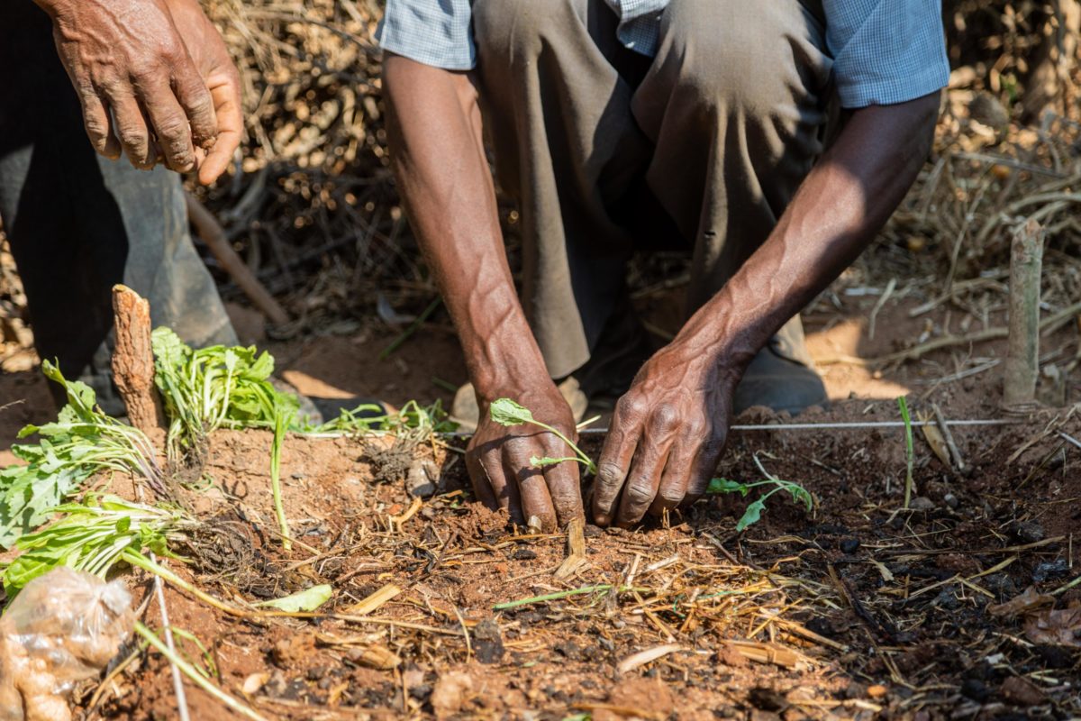 OCTOBER 07, 2021: CEPHAS DZITIRO (41) begins to plant into his newly double dug bed in Wendumba Village, Ward 11. © Charmaine Chitate/ CARE