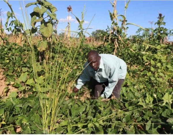 NOMORE GWENDA (Host Farmer) harvesting cow Pease which he planted in the contour ridge. © Kaizer Makope / CARE