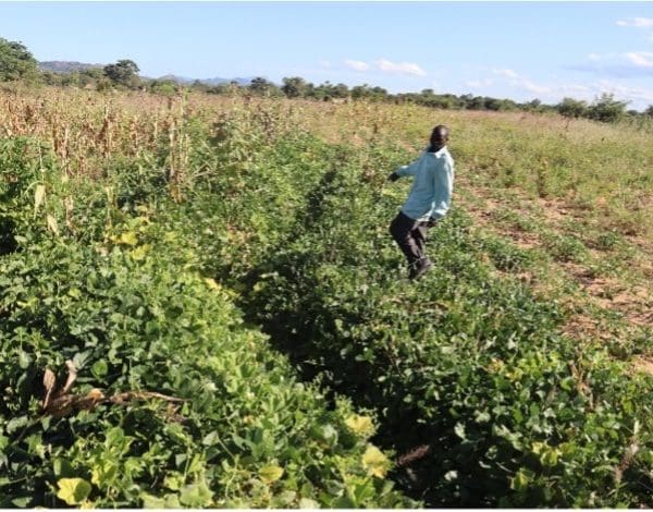 NOMORE GWENDA (Host Farmer) harvesting cow Pease which he planted in the contour ridge. © Kaizer Makope / CARE